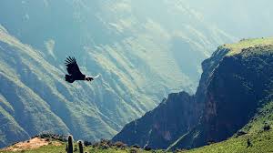 COLCA FULLDAY TOUR FROM AREQUIPA
