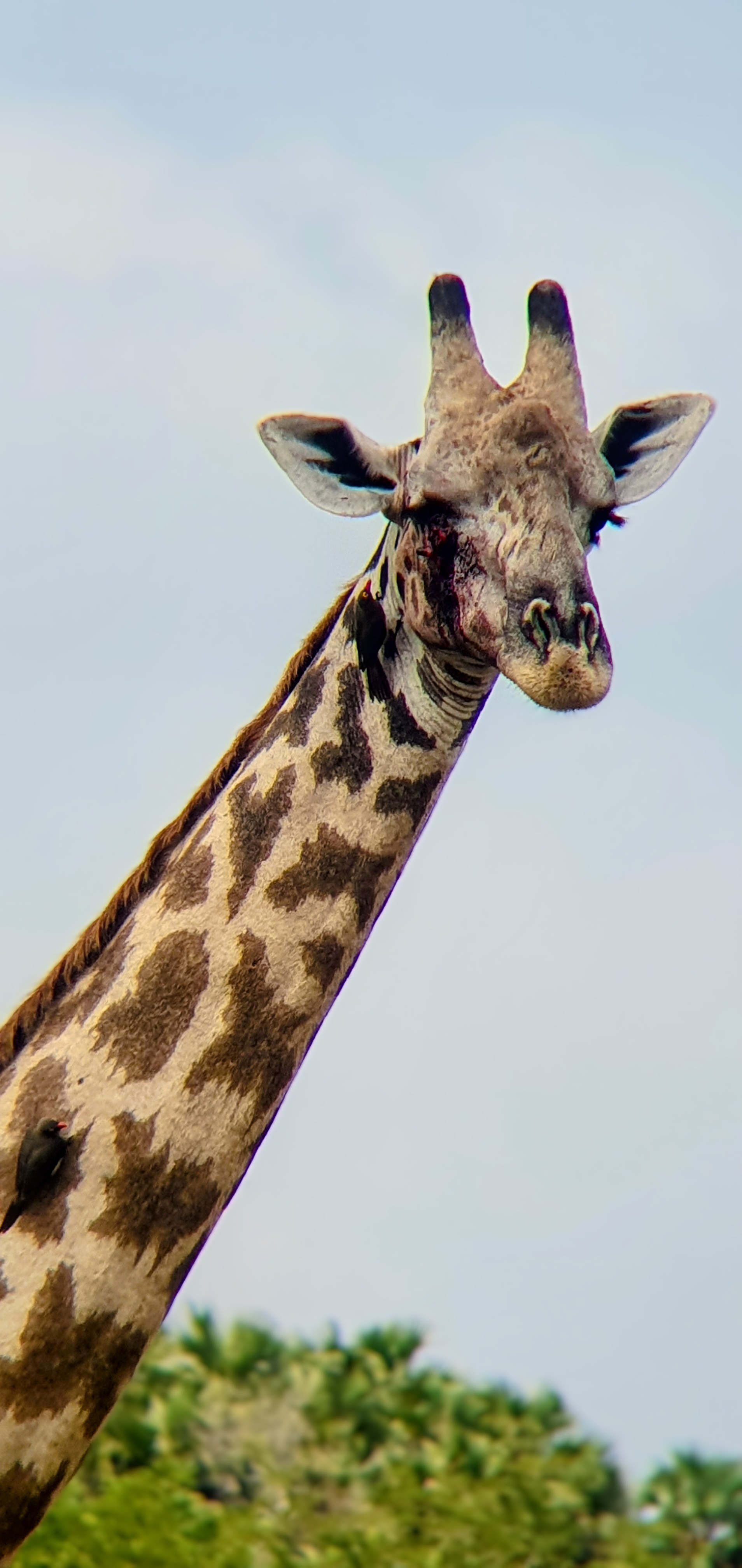 KiliMzwa Tours & Expeditions