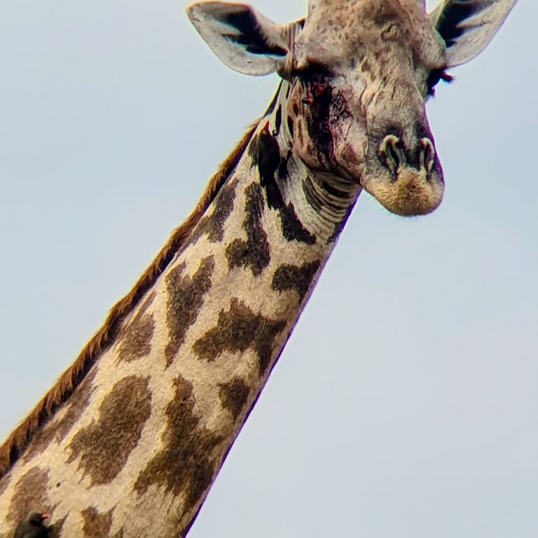 KiliMzwa Tours & Expeditions