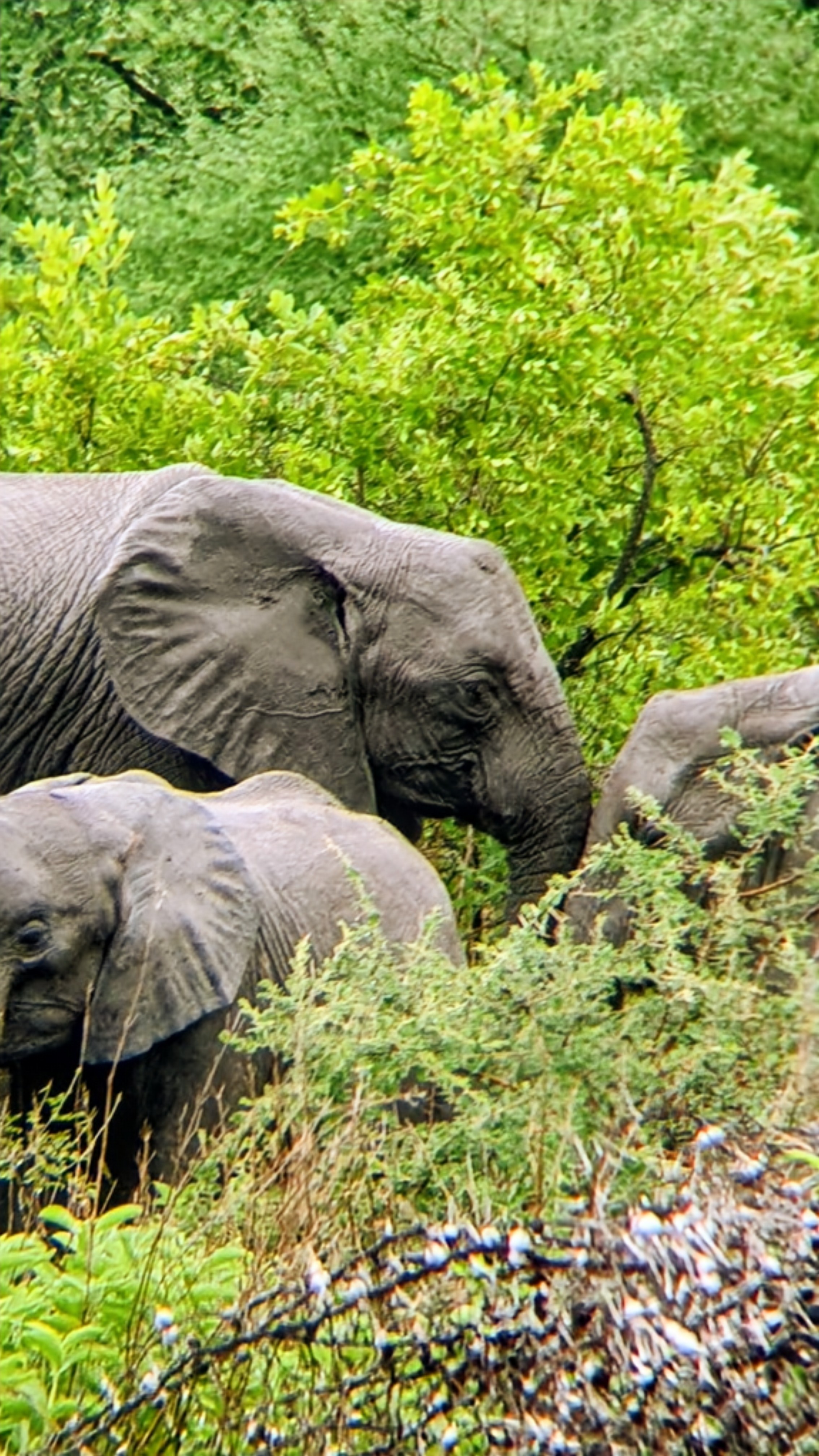 KiliMzwa Tours & Expeditions