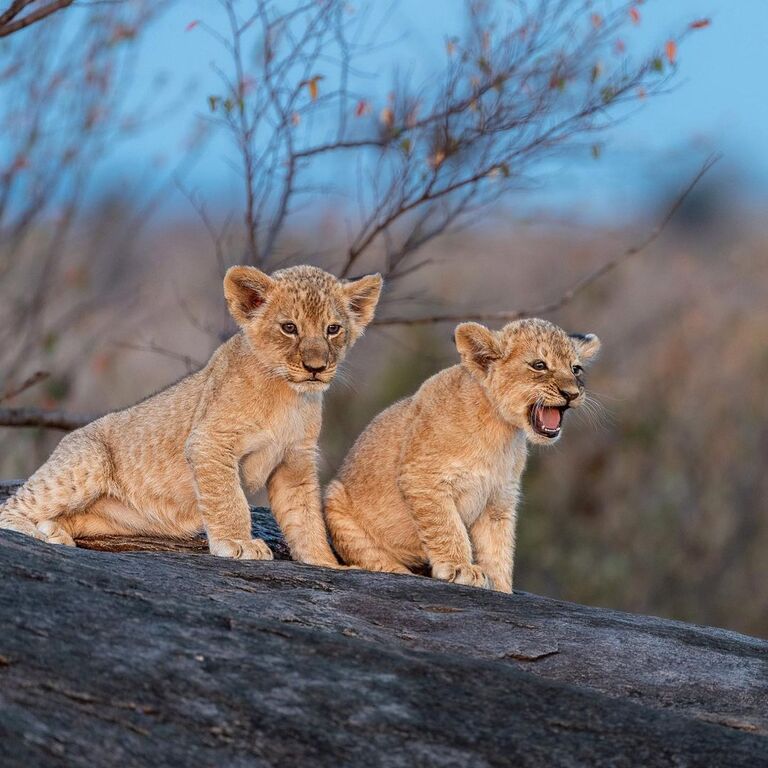 7-Day Kenya Safari