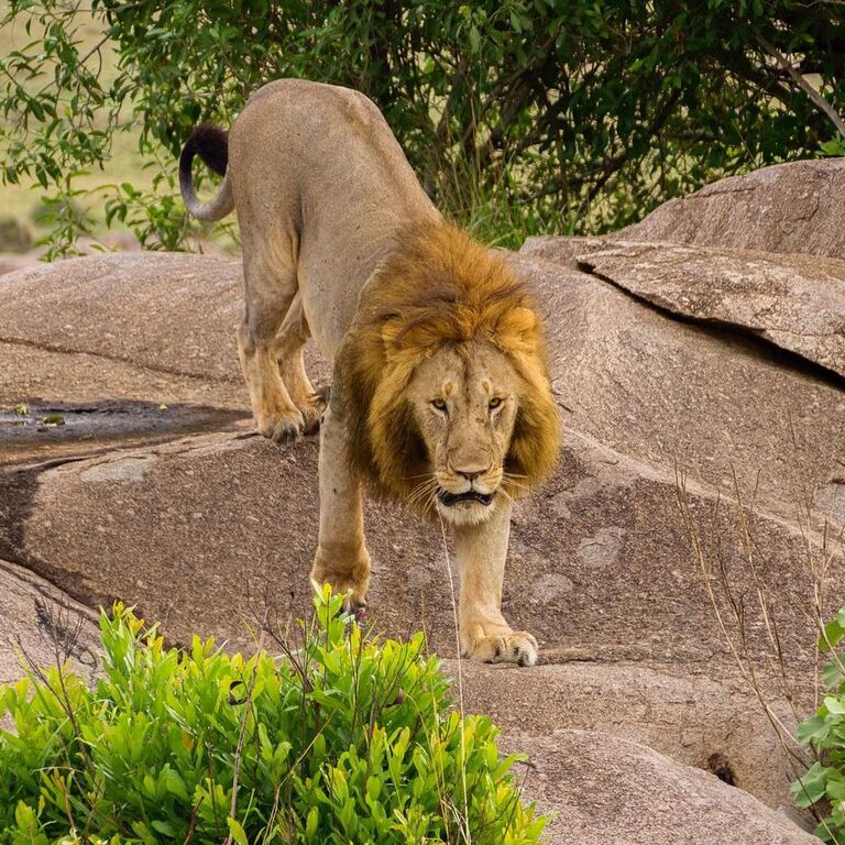 7-Day Kenya Safari