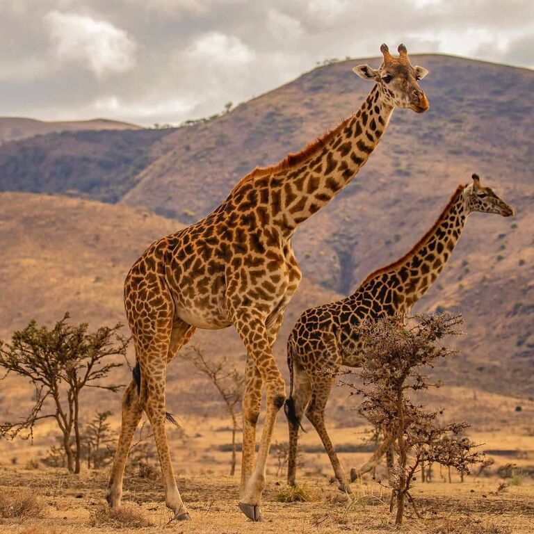 7-Day Kenya Safari