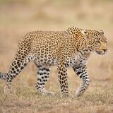 7-Day Kenya Safari