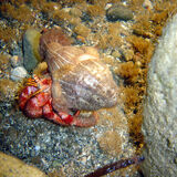 Coral Bay Divers