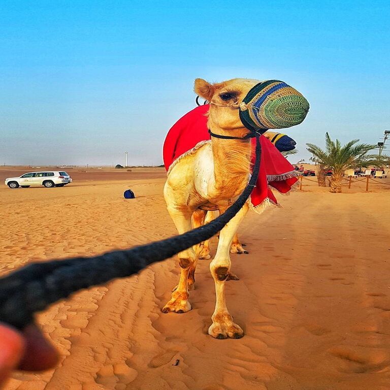 Ammar Tours