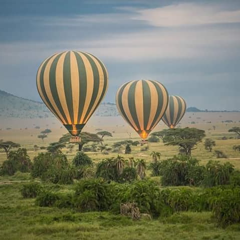 Tropical Wild Expeditions
