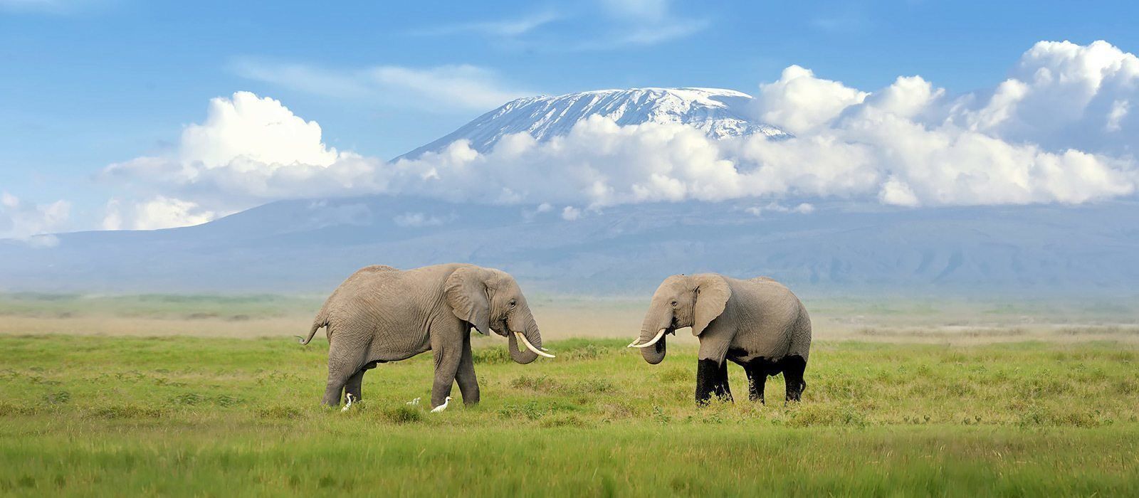 Tropical Wild Expeditions