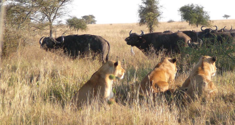 Tropical Wild Expeditions