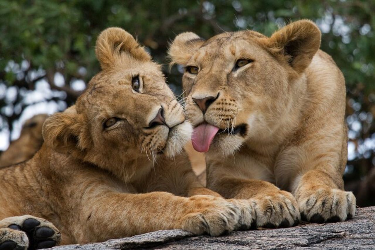 Kenya Safaris & Holidays