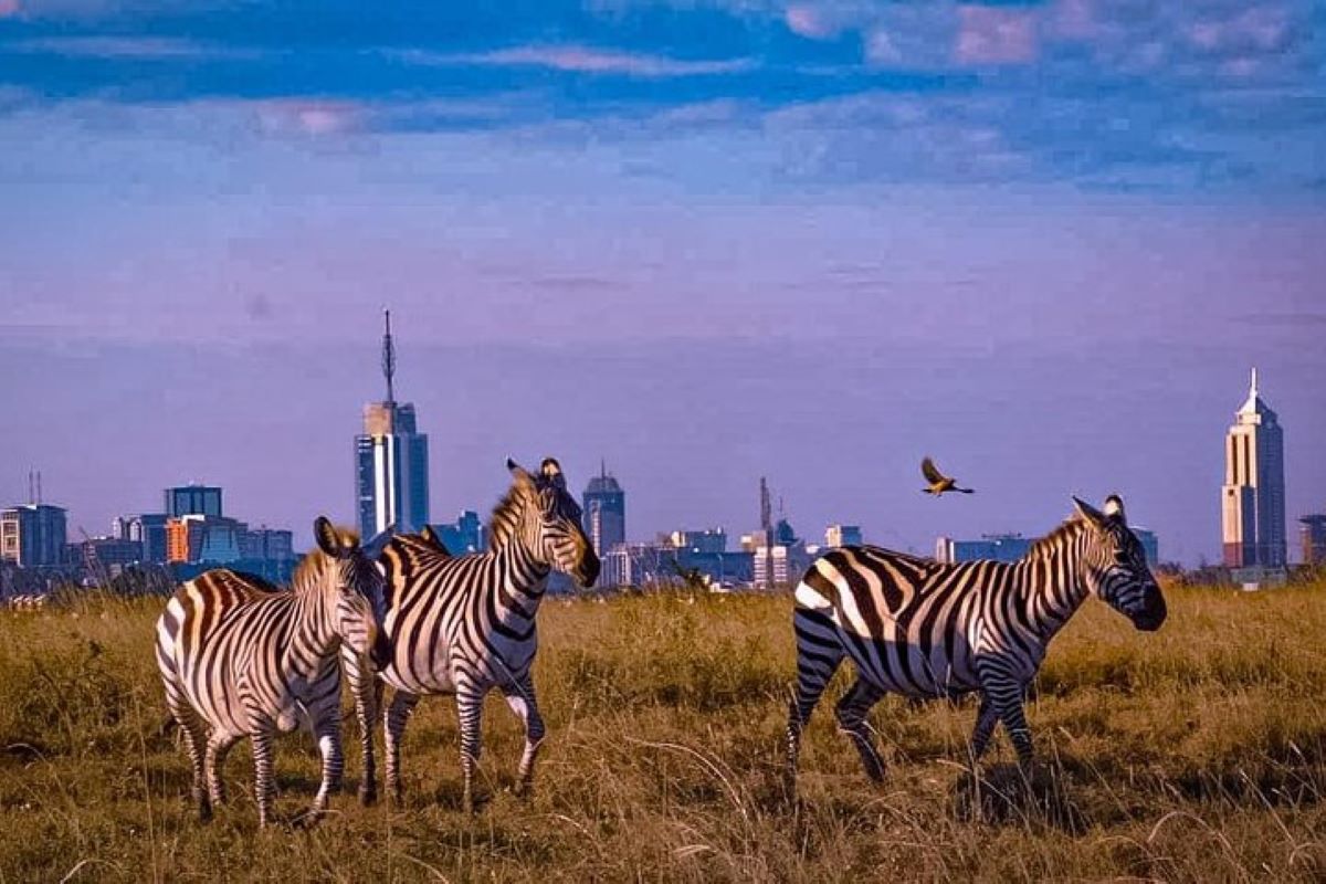 Kenya Safaris & Holidays