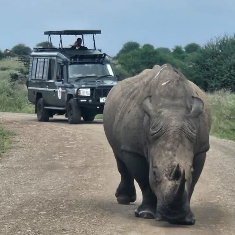 Kenya Safaris & Holidays