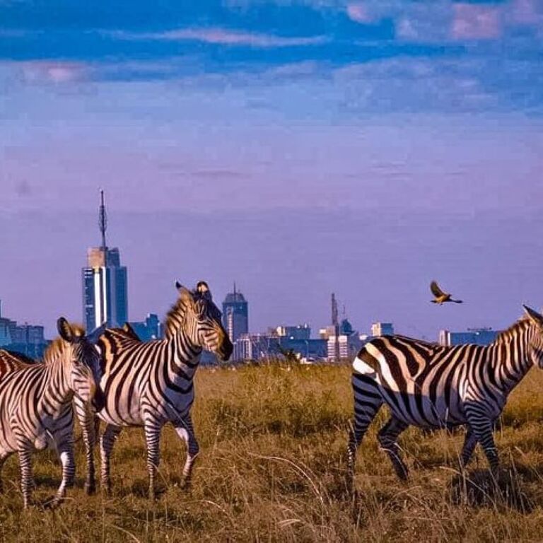 Kenya Safaris & Holidays