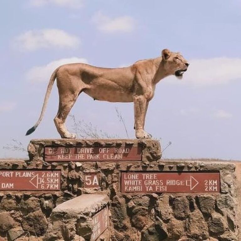 Kenya Safaris & Holidays