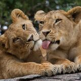 Kenya Safaris & Holidays