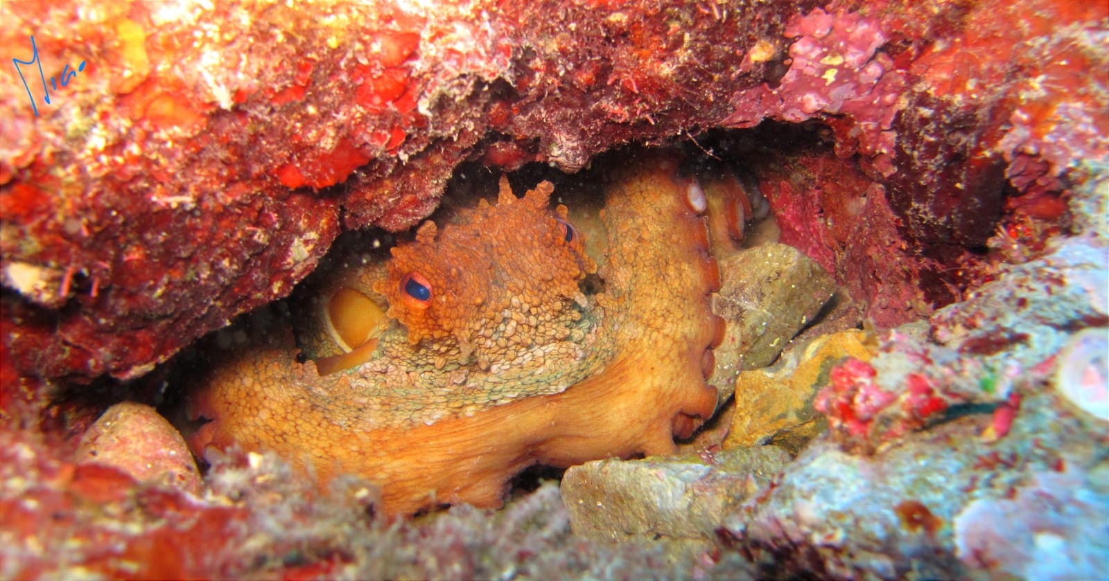 Seahorse dive center