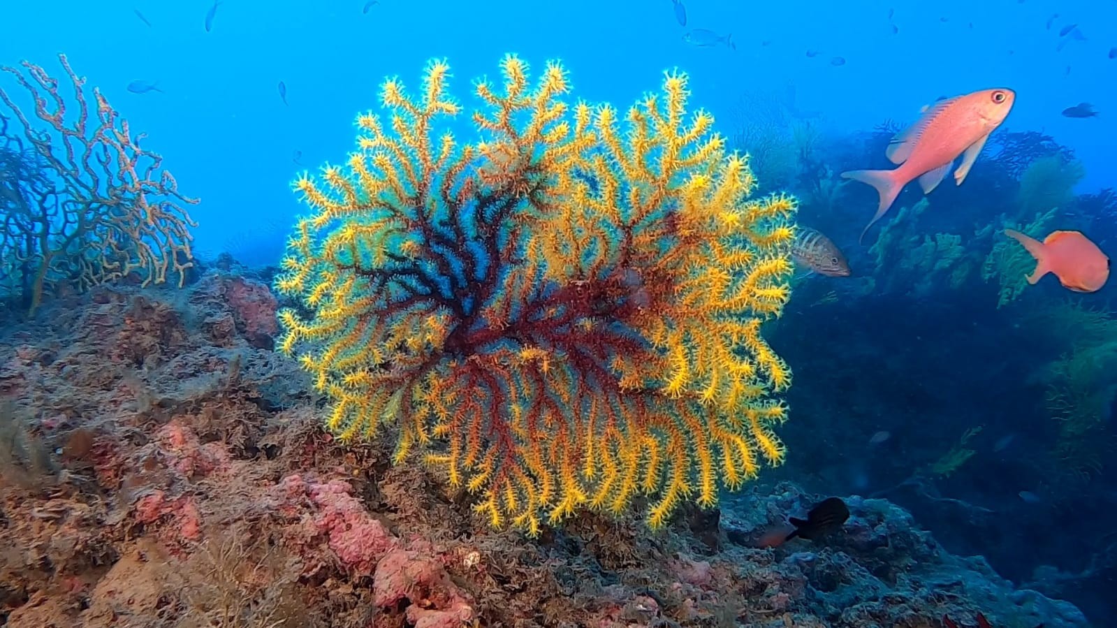 Seahorse dive center