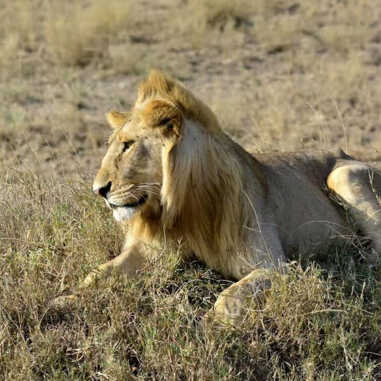 Fejuma Tours and Safaris