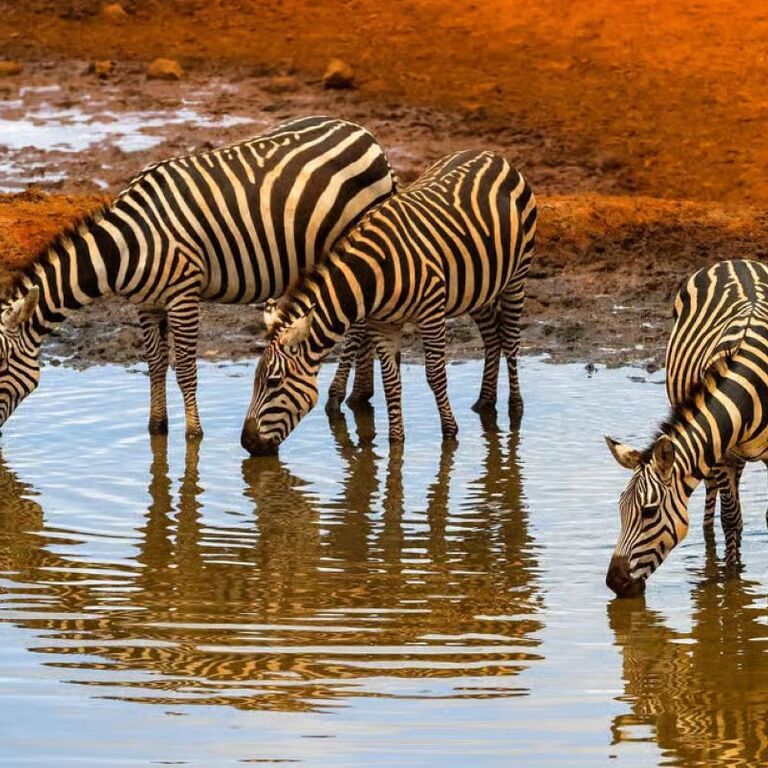 Fejuma Tours and Safaris