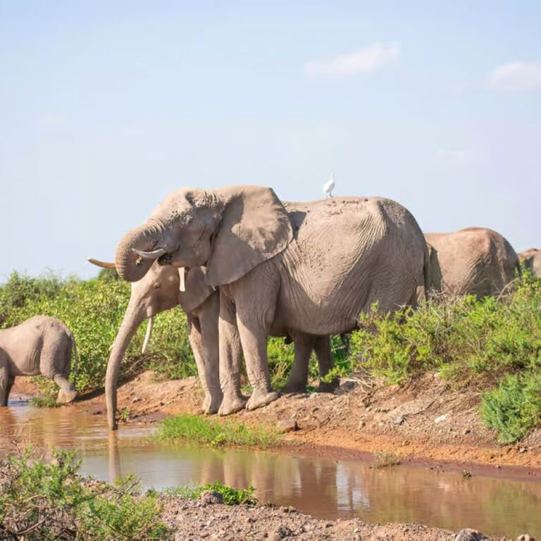 Fejuma Tours and Safaris