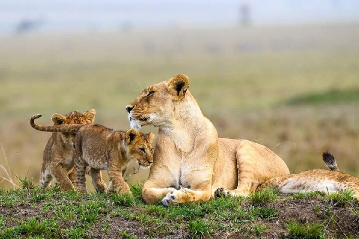 Fejuma Tours and Safaris