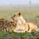 Fejuma Tours and Safaris