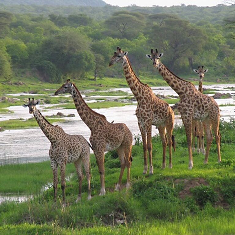 Passionate Guides Tanzania
