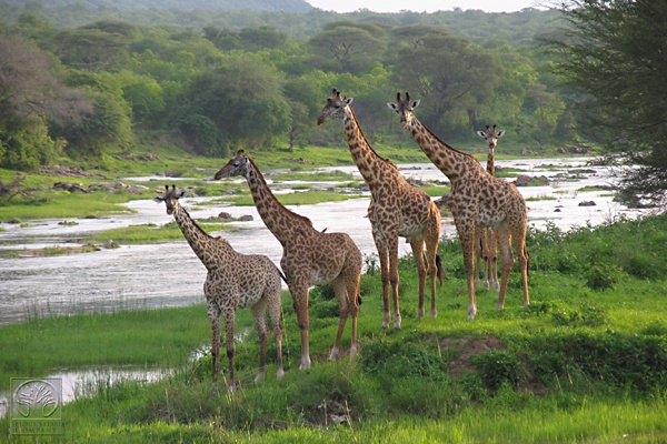 Passionate Guides Tanzania