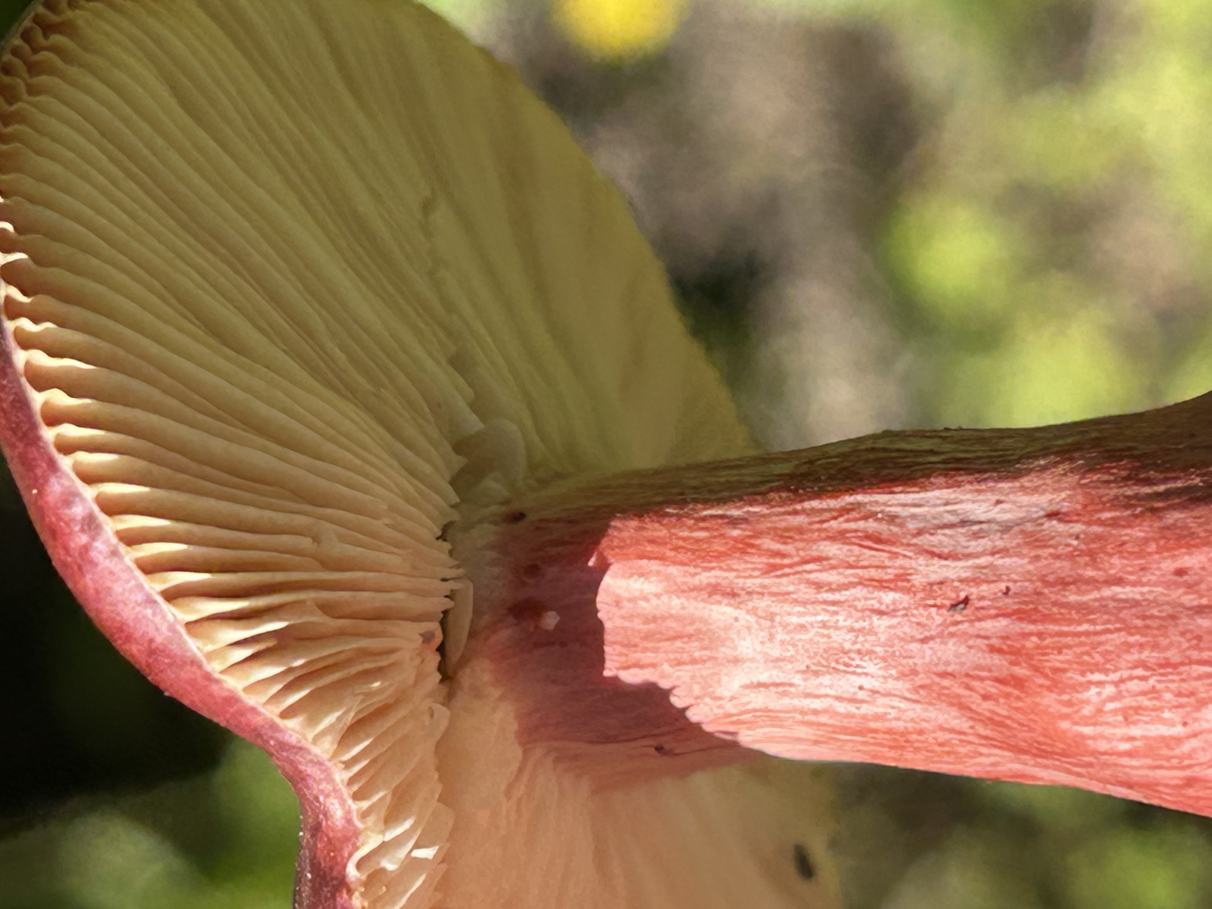 Rocky Mountain Foraging