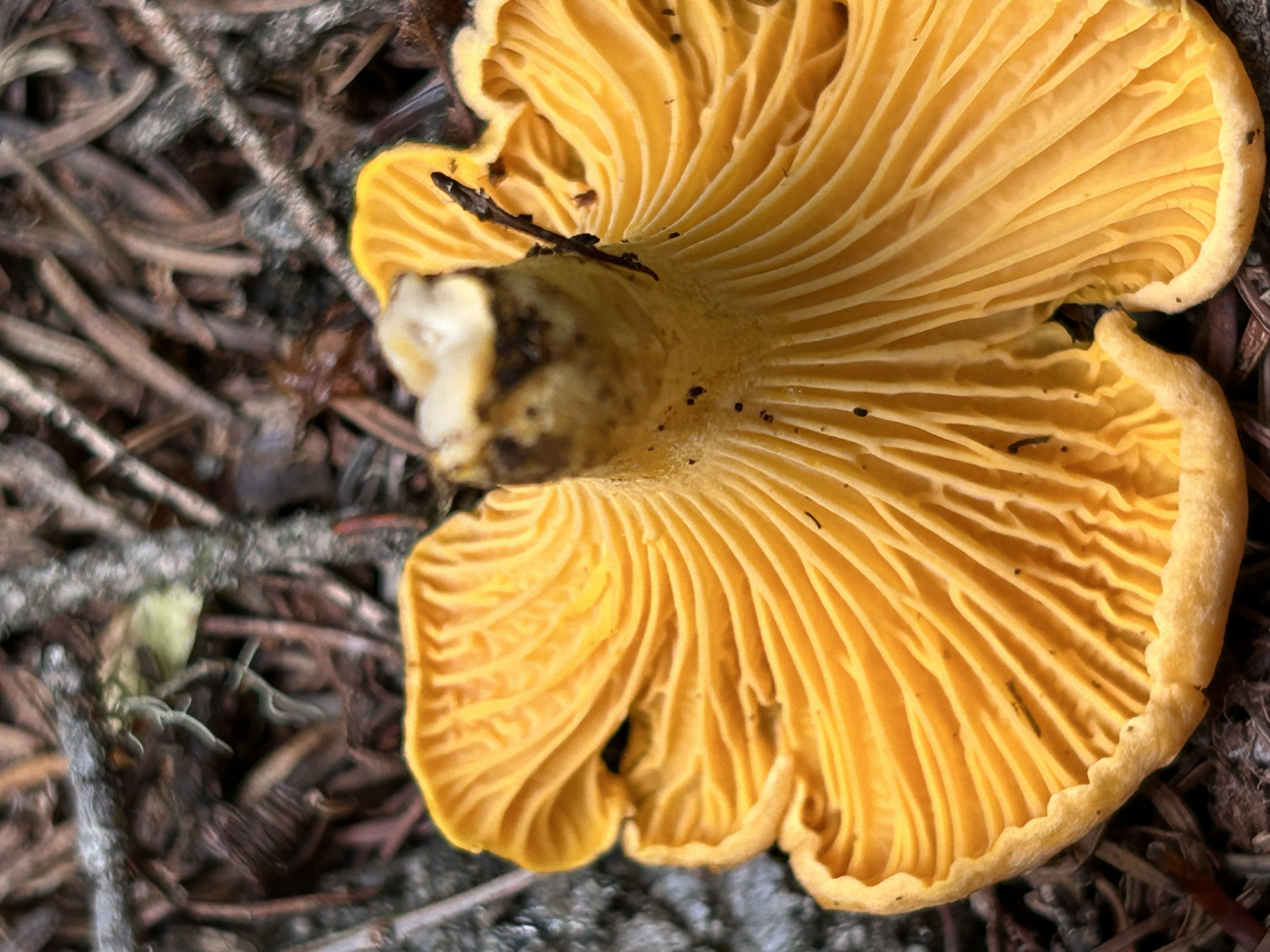 Rocky Mountain Foraging