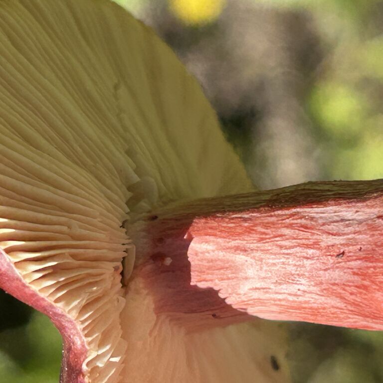 Rocky Mountain Foraging