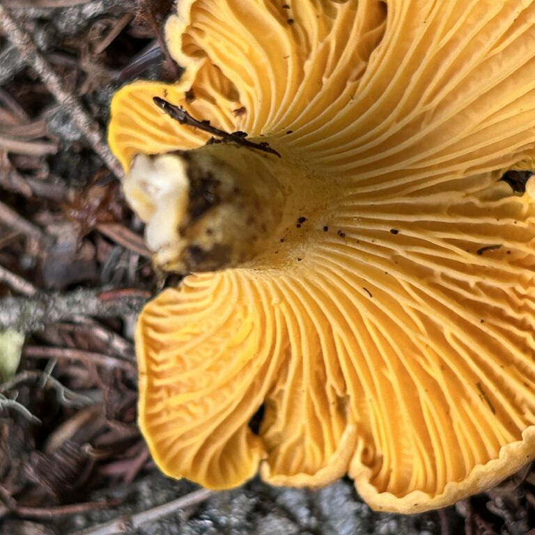 Rocky Mountain Foraging