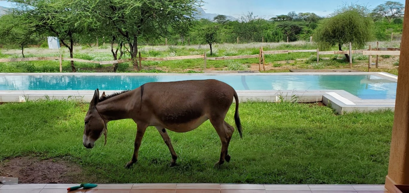 Samburu Dik-Dik Eco-Lodge