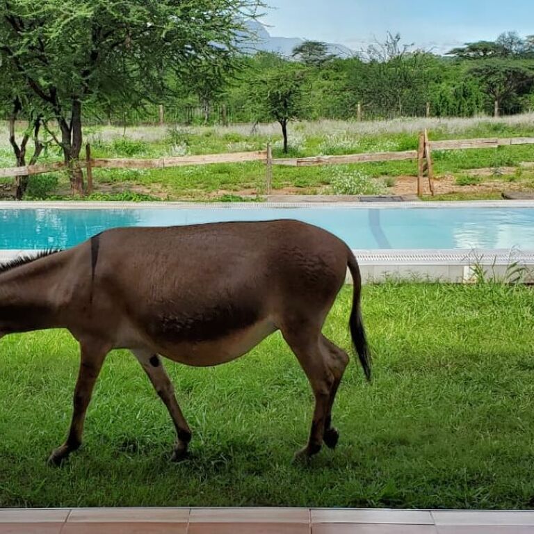 Samburu Dik-Dik Eco-Lodge