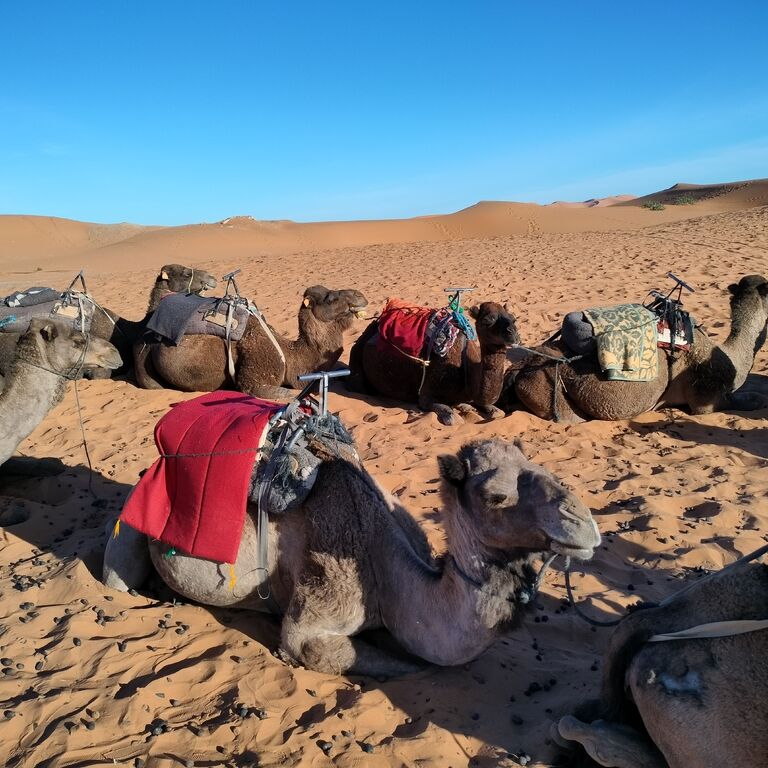 Morocco Smile Trip