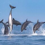 Ample safari tours & transfer