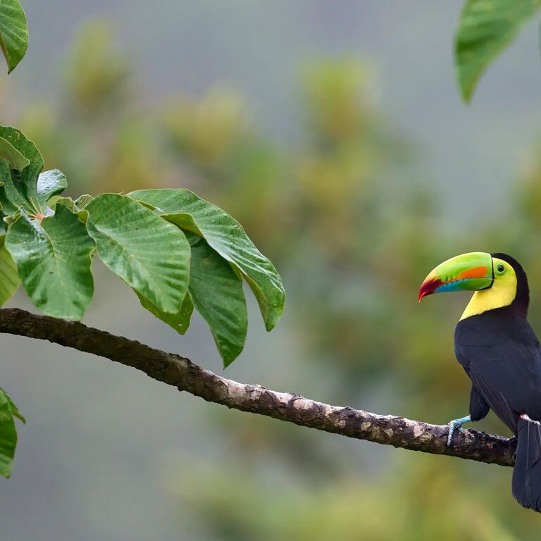 GTC COSTA RICA