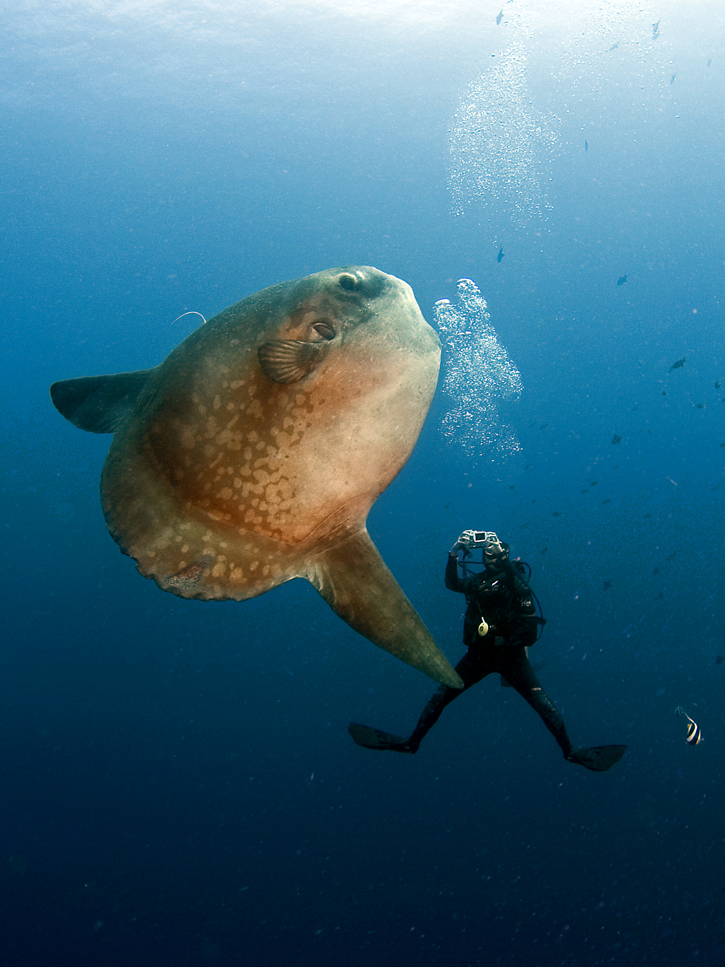 Jukung Dive