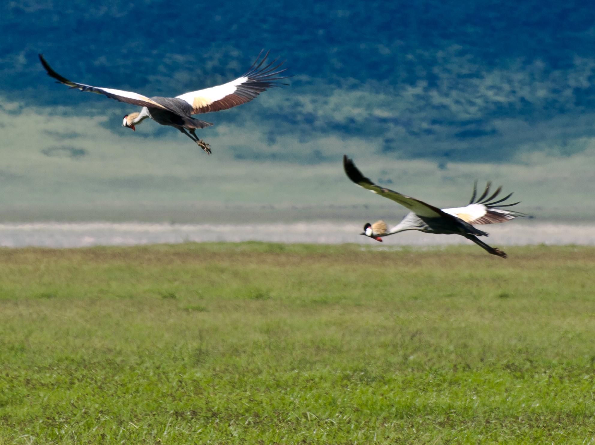 Wildlux Expeditions LTD