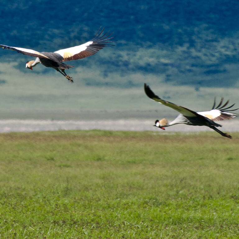 Wildlux Expeditions Limited
