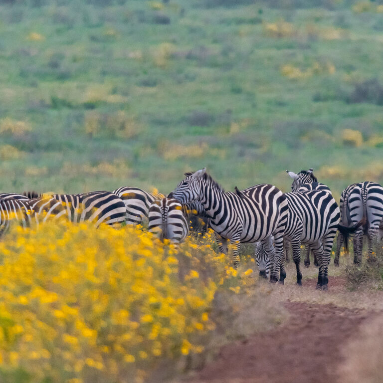 Wildlux Expeditions Limited