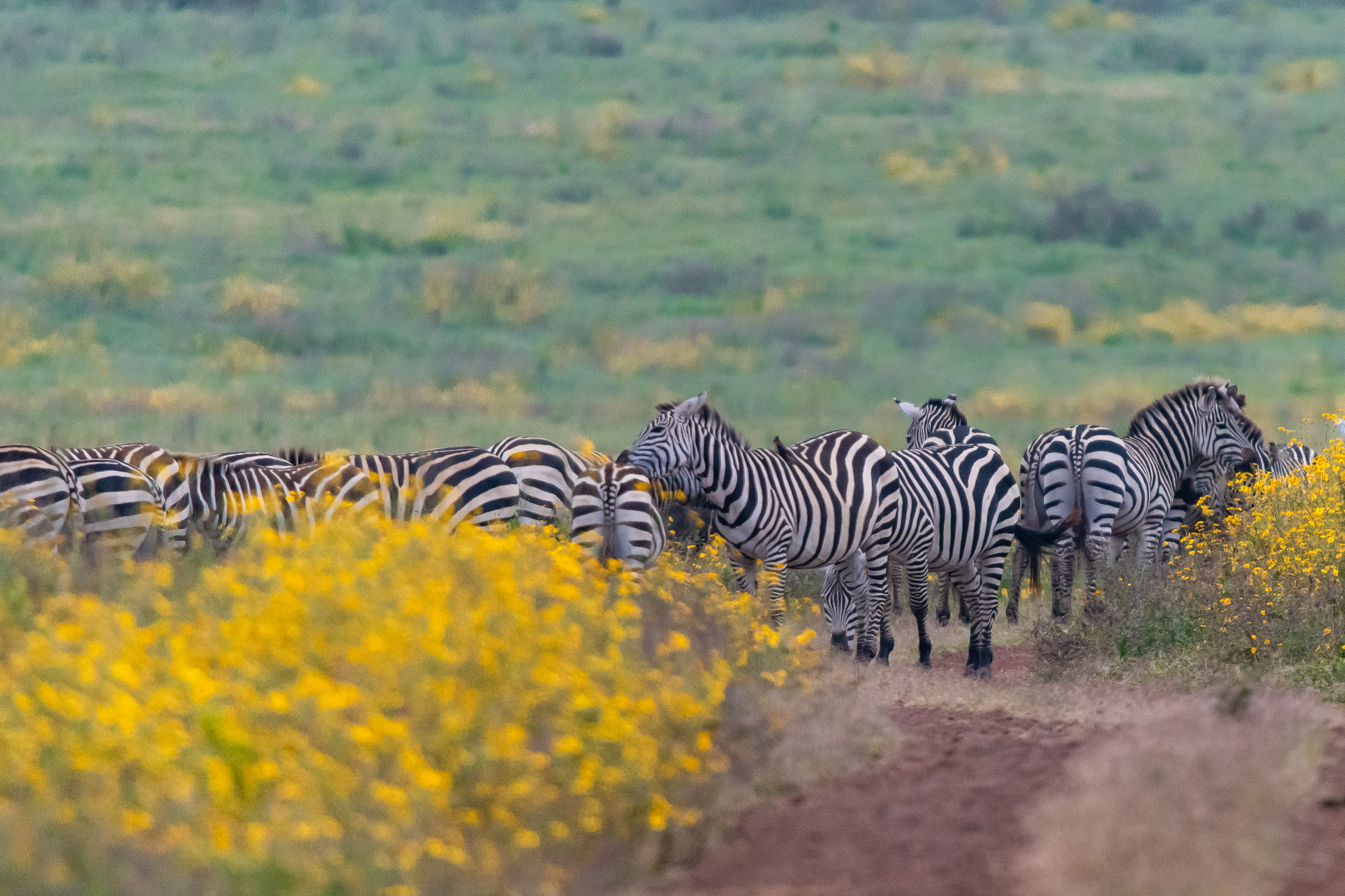 Wildlux Expeditions LTD