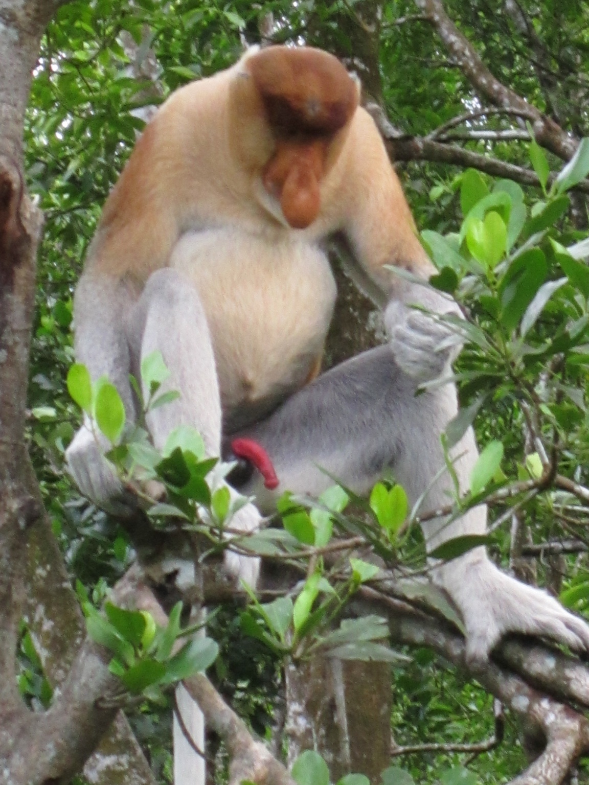 SANDAKAN HOTSPOT TOURS  TRAVEL