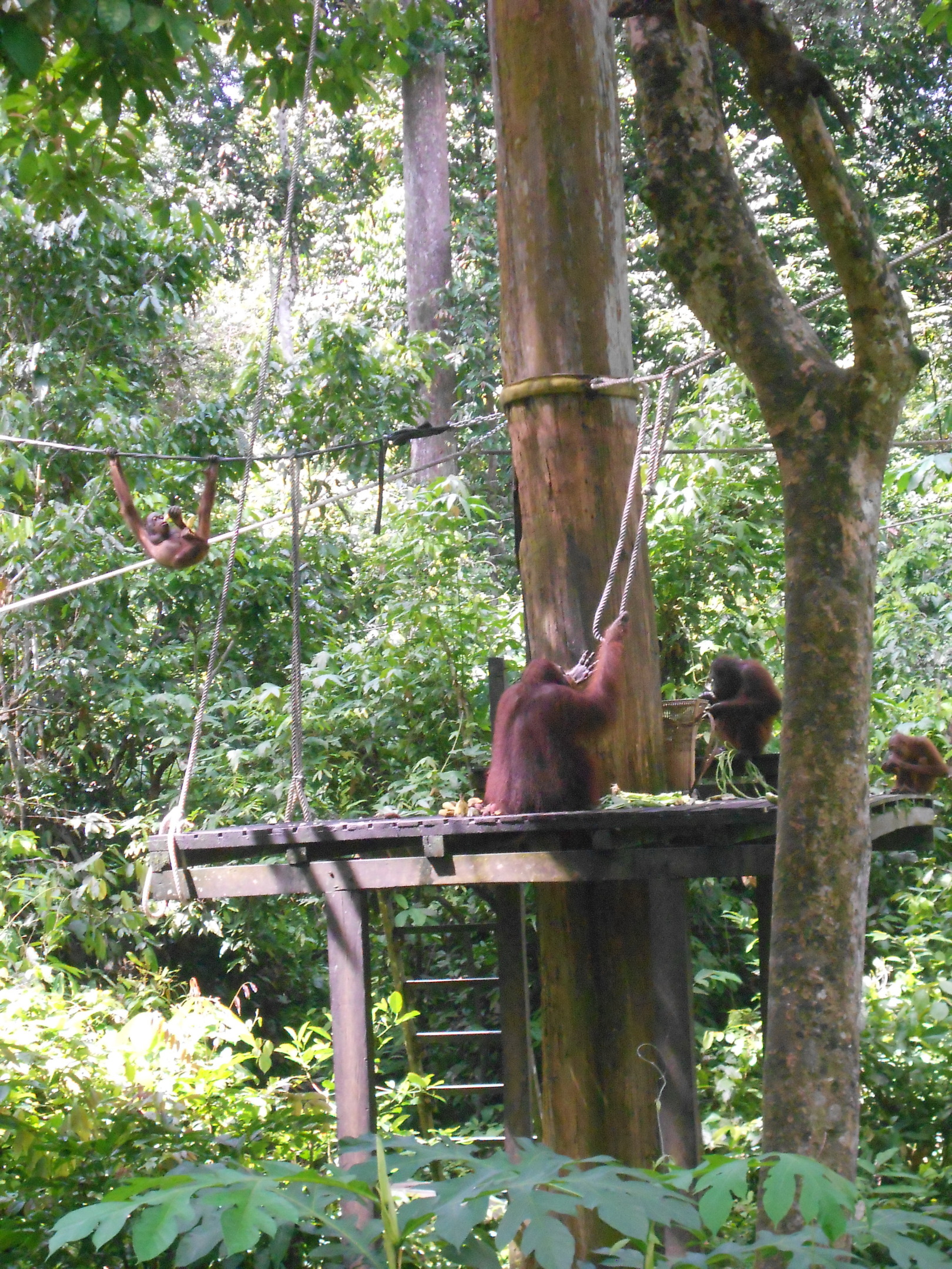 SANDAKAN HOTSPOT TOURS  TRAVEL