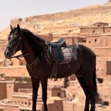 Nomad Horse Riding