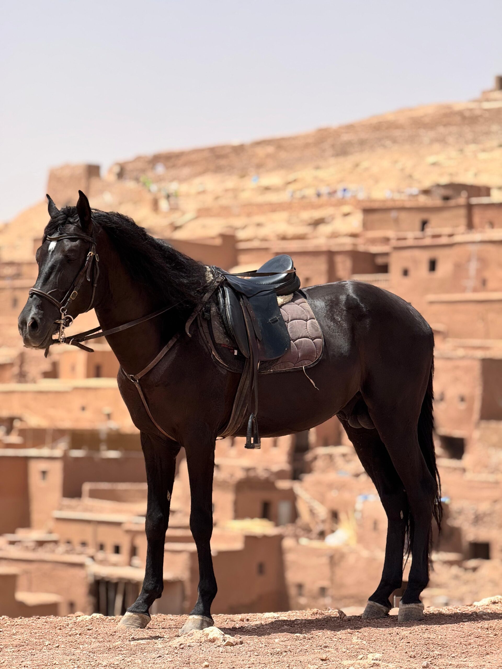 Nomad Horse Riding