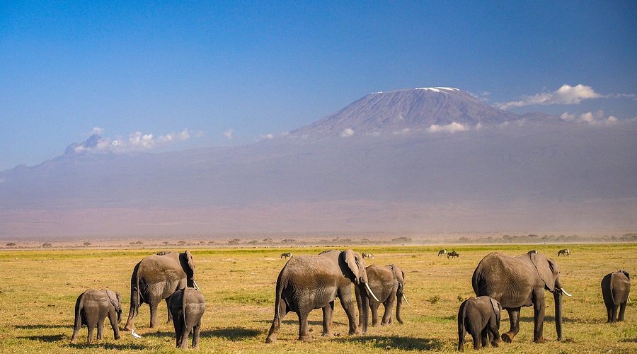 LUTEA AFRICA SAFARIS