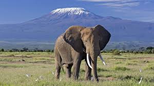 LUTEA AFRICA SAFARIS