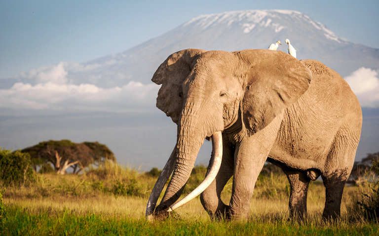 LUTEA AFRICA SAFARIS