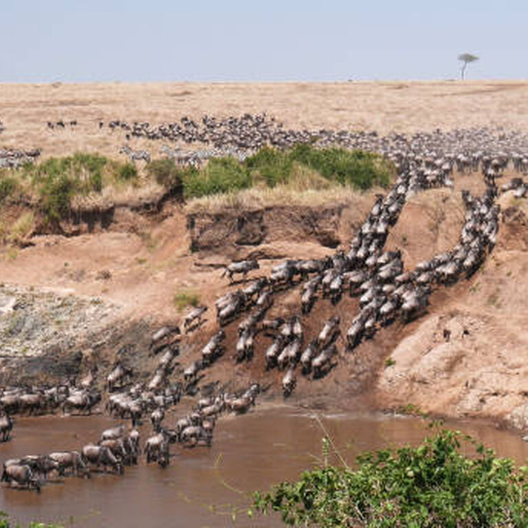 Scenery Holiday Safaris